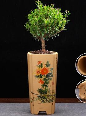 紫绿砂兰花盆专用梅竹菊君子兰绿萝蕙春建兰ONB兰花卉园艺桌面植