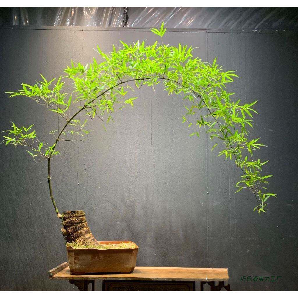 小叶簕绿竹成品盆景植内竹子F99H8676栽盆茶桌茶室室禅意植物老桩