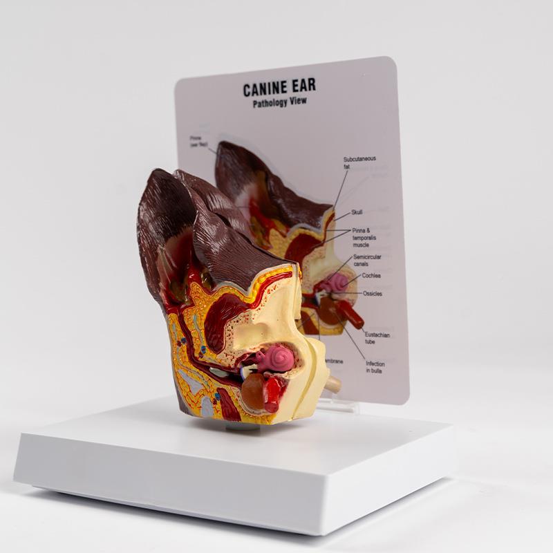 医院教物学展示711型品礼品动解剖解剖用模犬科宠物狗耳朵