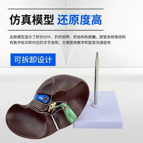教学人体构肝脏解剖型肝门血管模叶肝胆囊脏胆管造638医学内器官