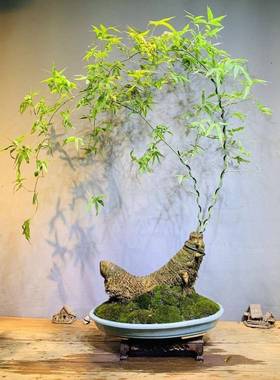 小簕竹室内办公室桌面绿植花卉懒活好养客易厅人小AL100136盆栽叶