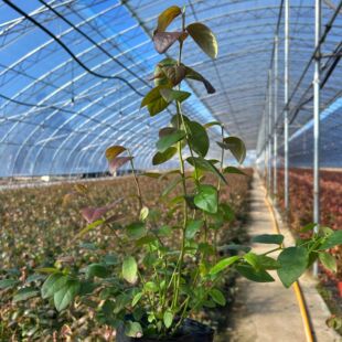 直销 一加仑 基地现发 买一送一 南北方种植 花香蓝莓苗F6蓝莓苗