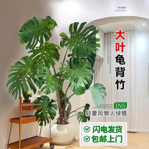 龟背竹大盆栽室内外客厅大叶老桩四季常青净化空气吸甲醛大型绿植