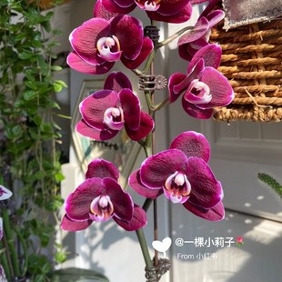 蝴蝶兰椎名黑美人2.8寸杯(剪过初梗,介意勿拍)