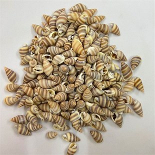 天然迷你小海螺黑米螺手工diy 饰品漂流瓶微观盆栽材料打孔 地台装