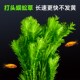 蜈蚣草坨草水草植物养龟鱼缸草缸造景净水绿植新手绿菊后景阴性草