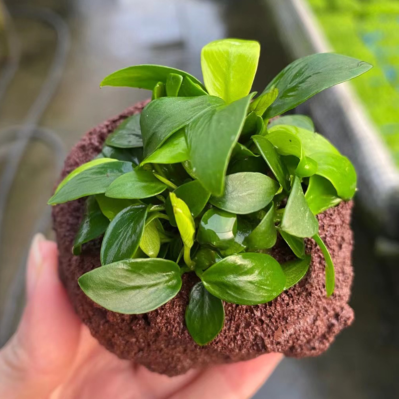 火山石袖珍迷你榕鱼缸造景水草场直发懒人水草增氧阴性淡水榕水草