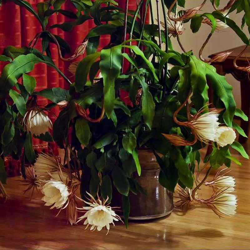 昙花苗盆栽植物室内阳台观花花卉四季易成活浓香绿植盆景昙花一现