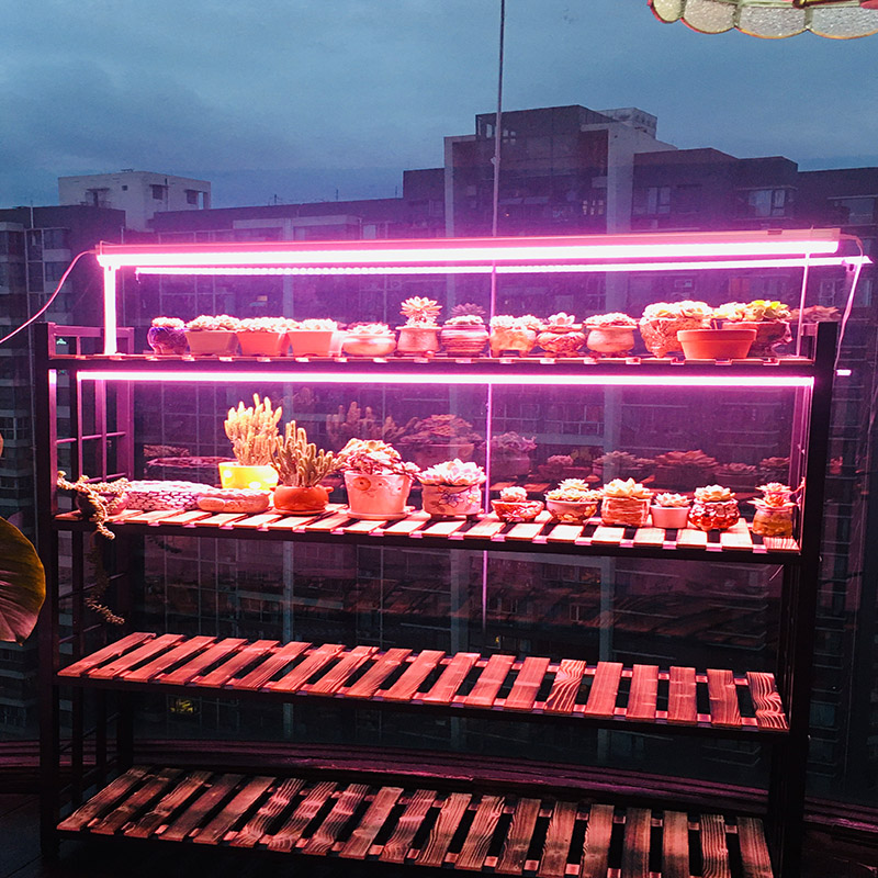多肉补光灯全光谱仿太阳led植物生长灯家用多肉上色防徒专用灯管