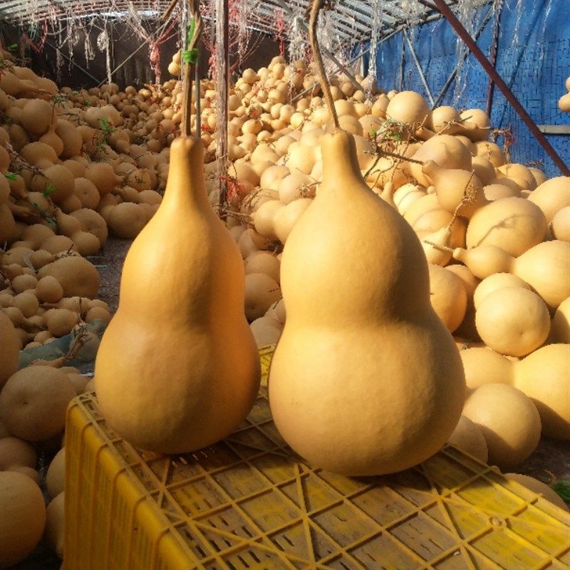 天然大葫芦粗腰烙画胖葫芦材料原色素葫芦通货