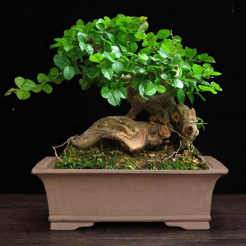 砂花盆方典形陶紫瓷客厅桌面古盆景柏园353艺花卉绿植老桩松盆栽