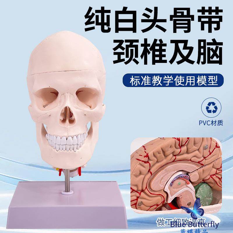 人体头骨模型自然头骨带颈椎附脑模型头大颅脑动脉667模型有支架