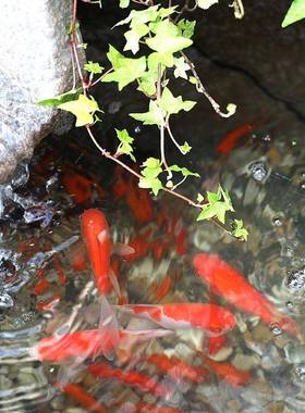 园新中式庭院流水摆件入户鱼花缸景观64240995装饰阳台鱼池假山造