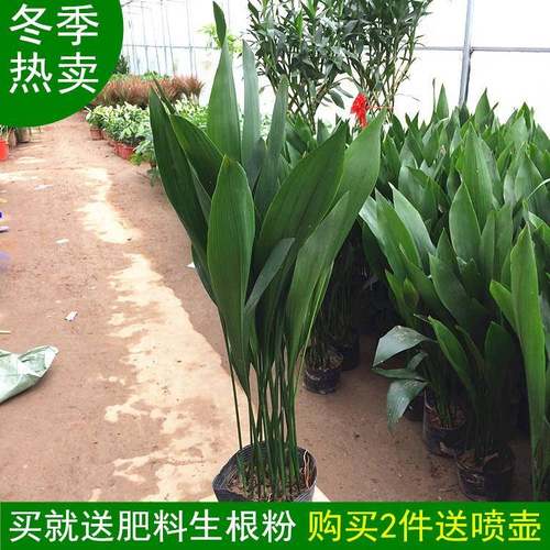 客厅绿植大型植物室内花卉盆栽净化空气四季常青一叶兰吸甲醛好养