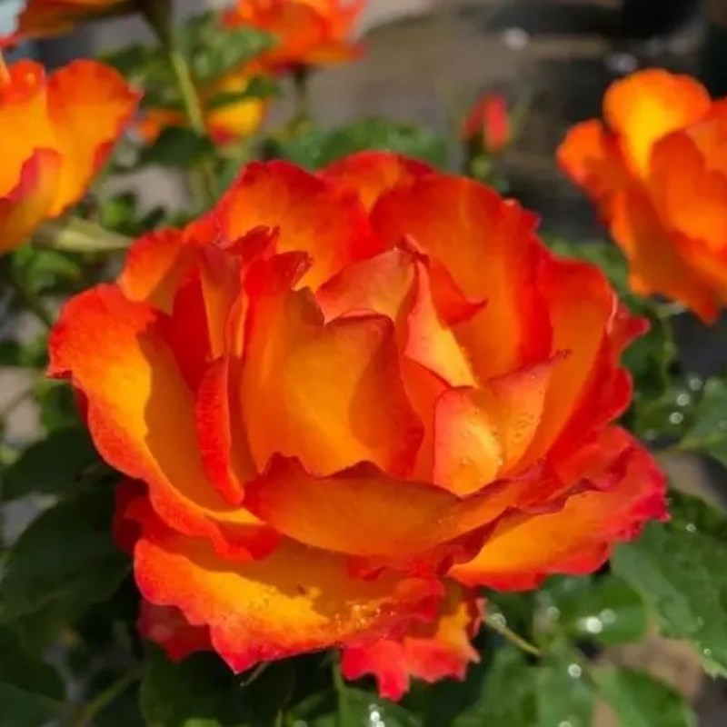 灌木 月季花苗火焰永远的埃斯托里尔大花微月 包对版 带土发货