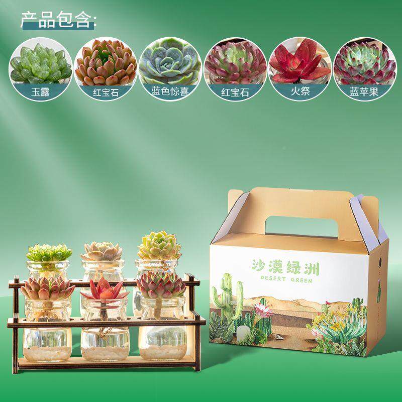 内盆栽植物水培水培办多仙肉人球水TOg2WiEA室养绿植公室桌面微景