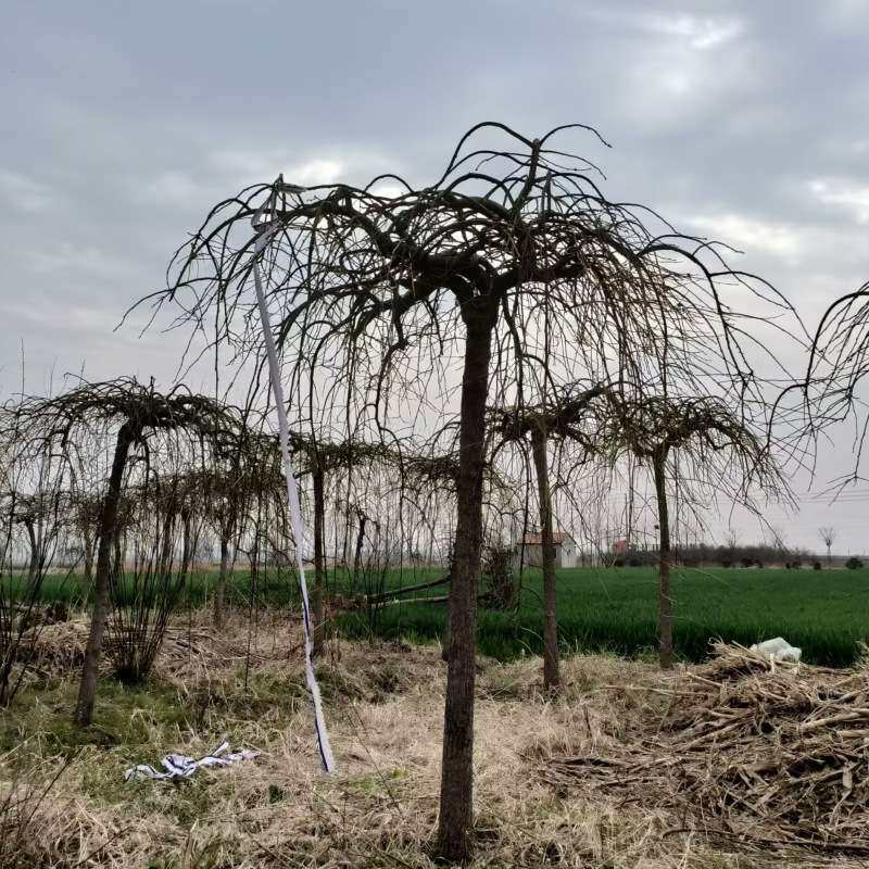 基地 龙爪槐庭院观赏植物 园林绿化苗木大冠幅垂槐苗子 垂枝槐