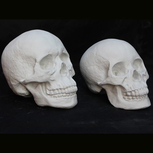 石膏像美术教具男女头骨骷髅头石膏 头静物素描写生教具雕塑摆件