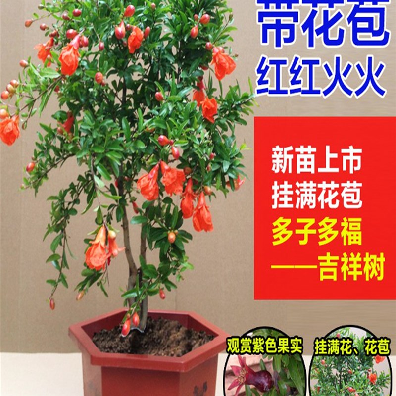 石榴花盆栽带花观赏果树苗室内客厅盆景多季开花庭院植物花卉好养