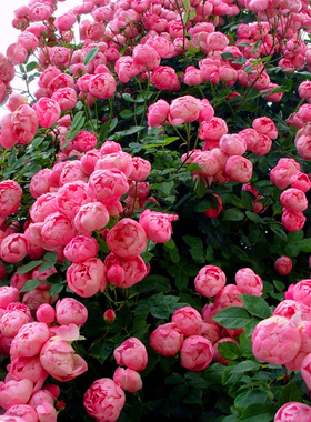 蔷薇花苗藤本月季大花浓香庭院爬藤植物花卉盆栽阳台玫瑰爬墙四季