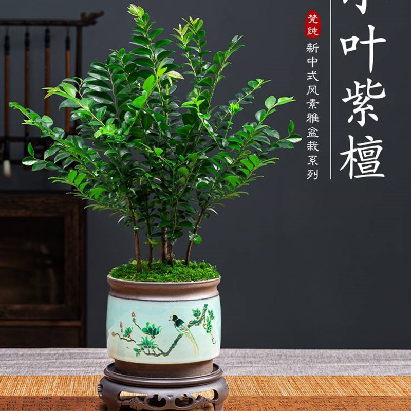 小叶紫檀盆景绿植盆栽茶室内办公桌面树苗花卉老桩植物四季好养活