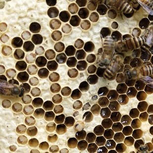 巢虫药巢虫一喷灵白头蛹棉虫药巢虫清木片康宽巢虫净棉虫净巢虫灵