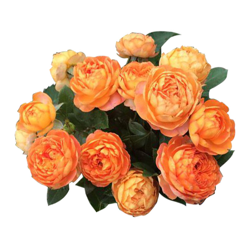 蜂蜜焦糖藤本月季花苗盆栽阳台庭院多季花卉爬藤蔷薇玫瑰花卉植物