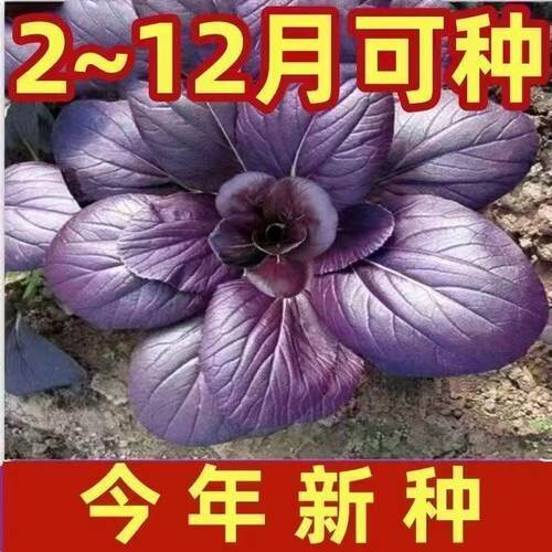 紫罗兰小青菜种子紫贵妃小青菜籽耐寒蔬菜种籽阳台盆栽蔬菜JM