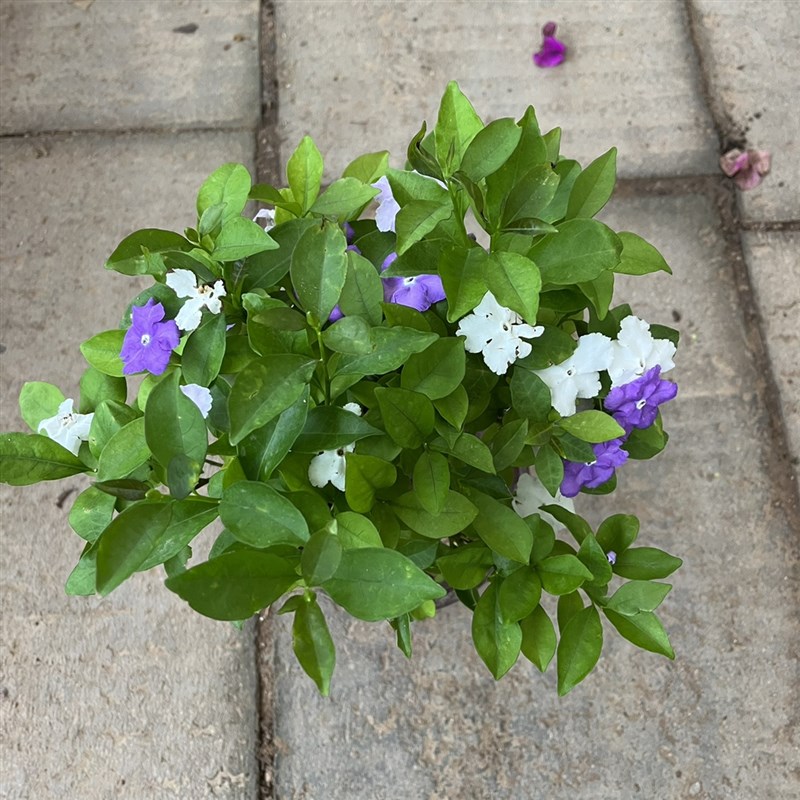 紫白色茉莉独杆棒棒糖型盆栽四季开花浓香型植物阳台庭院带花苞