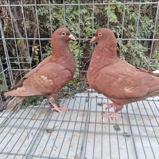 鸽子活体养殖鸽子苗鸽子种鸽信鸽青年鸽子活物鸽子种鸽肉鸽子活物