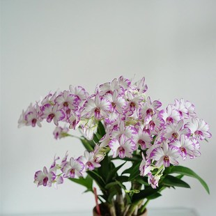 白泼墨2支(矮种)石斛兰盆栽室内外阳台庭院秋石斛多年生石斛花