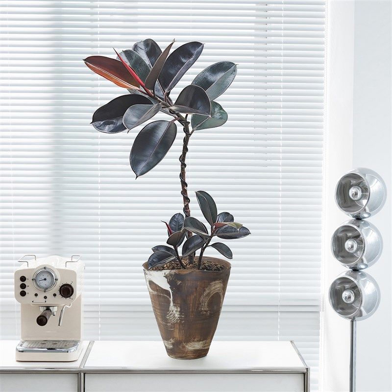 黑金刚橡皮树室内绿植办公室桌面盆栽北欧风高级感客厅植物好养活