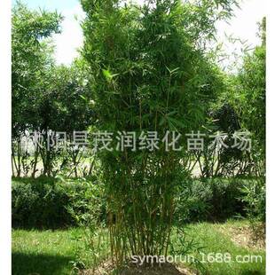 庭院地栽水养慈孝竹苗植物室内盆栽凤尾竹丛生常青绿植风景竹子