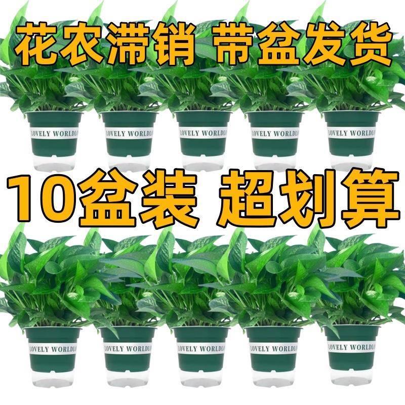 绿萝室内盆栽植物客厅大叶长藤绿箩净化空气绿植水培吸除甲醛花卉