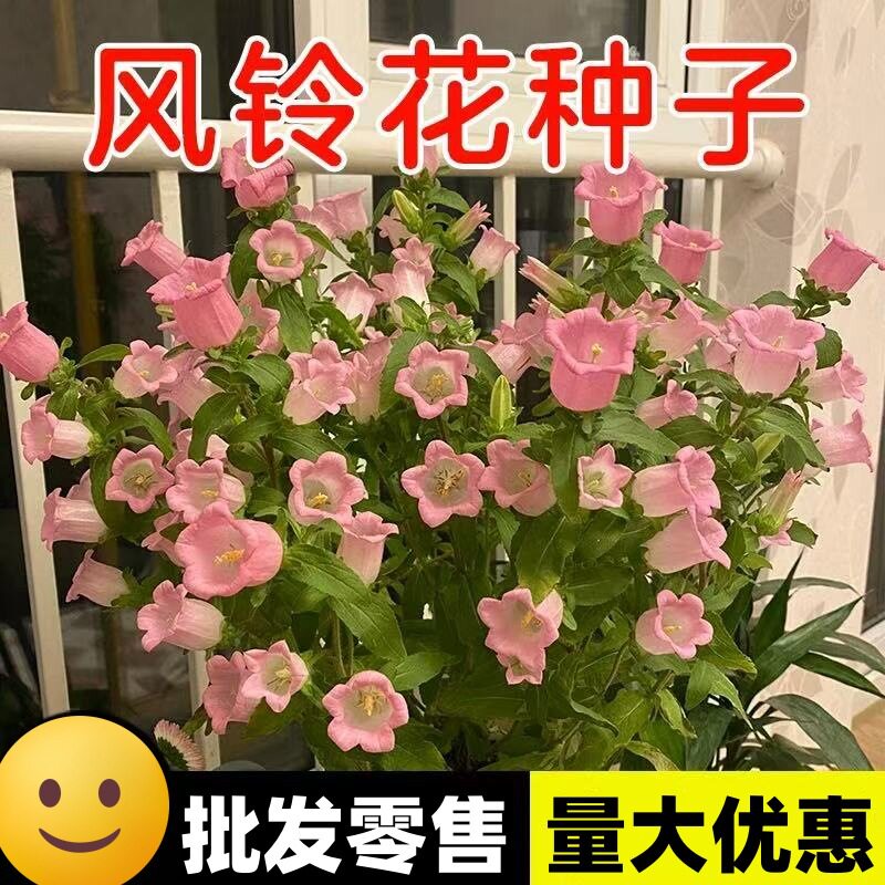 风铃草花种室内室外四季播种开花盆栽花籽阳台易活花种籽子孑草籽