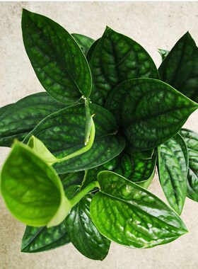 墨西哥龟背  泰国绿萝 Epipremnum Marble planet 室内绿植盆栽