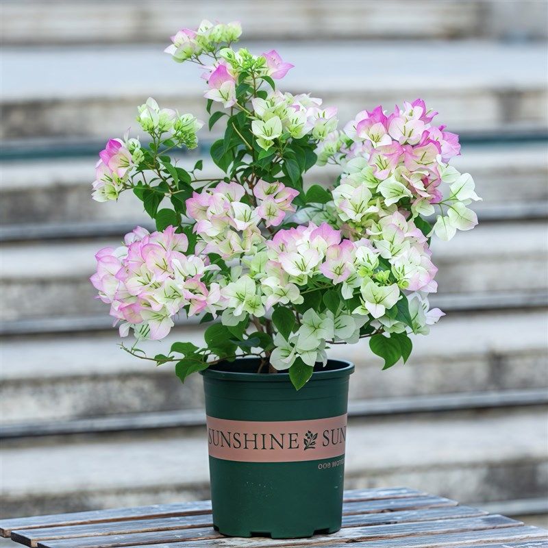 三角梅盆栽带花四季开花绿樱爬藤重瓣老桩大苗红樱安格斯庭院植物