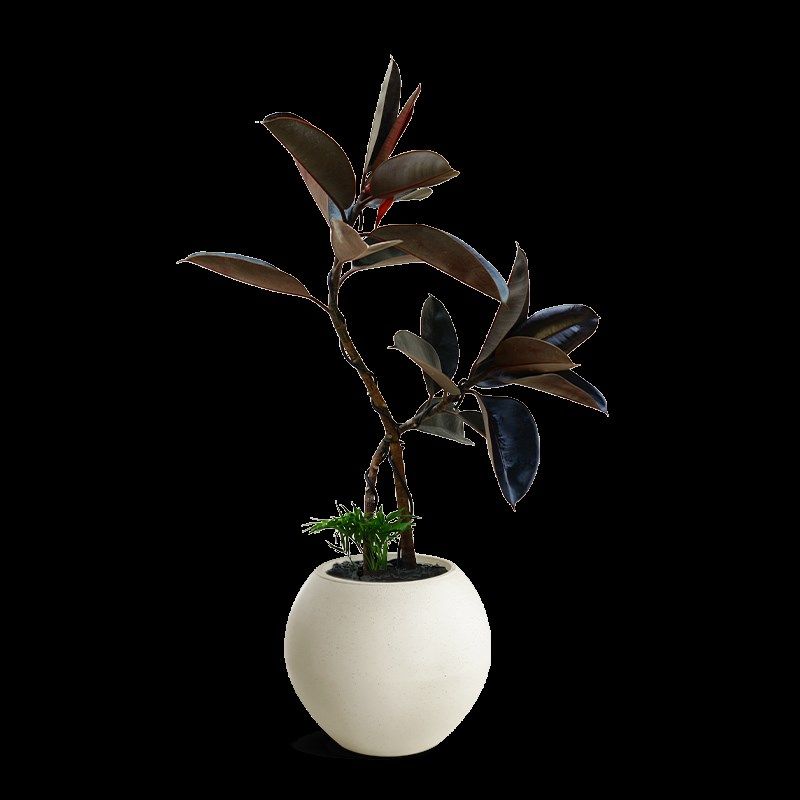 黑金刚橡皮树桌面盆栽盆景植物室内中式客厅办公室ins高级感绿植