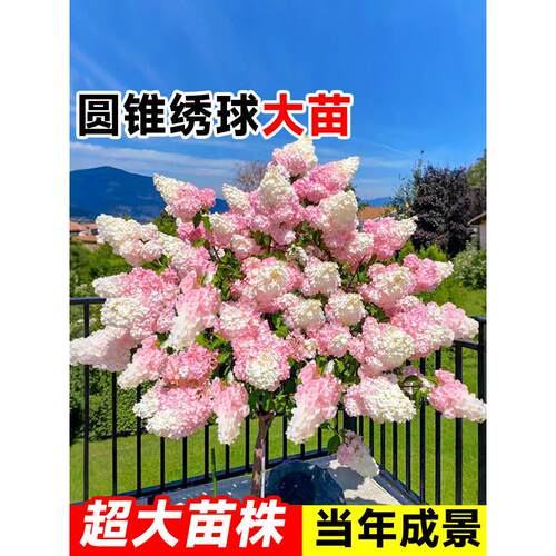 圆锥绣球花苗大苗盆栽香草草莓石灰灯四季木本老桩树苗花卉绿植