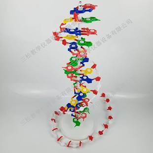 DNA结构模型/号J3330大双螺旋60公分33306高中碱基对遗6传因基生