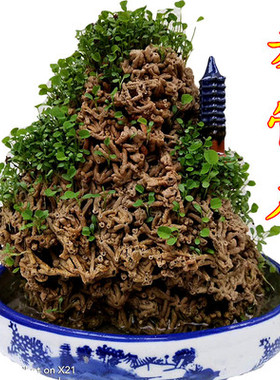 天然麦管石原石 吸水石假山盆景上水石原石 水秀石芦管石鱼缸造景