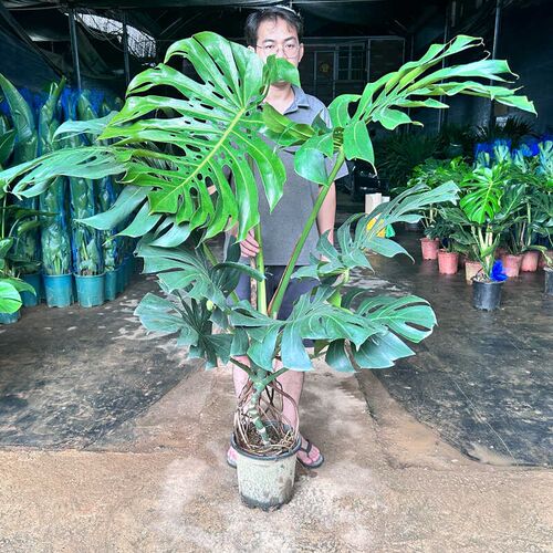 大叶龟背竹盆栽造型老桩客厅室内吸甲醛大型落地绿植四季常绿植物