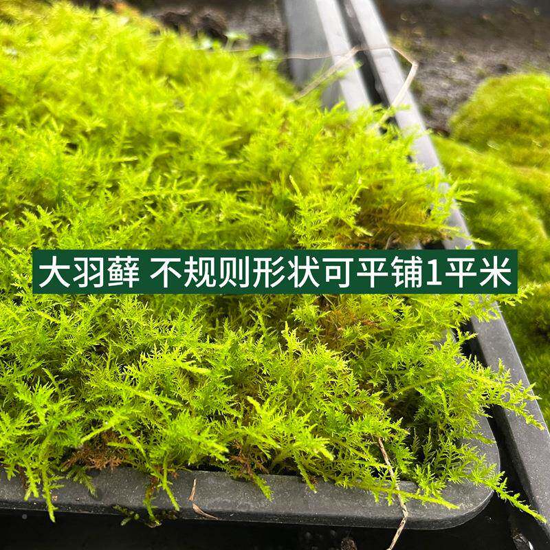 灰/小灰藓大羽藓苔大藓微景藓水陆缸雨林缸观植物绿植活青苔