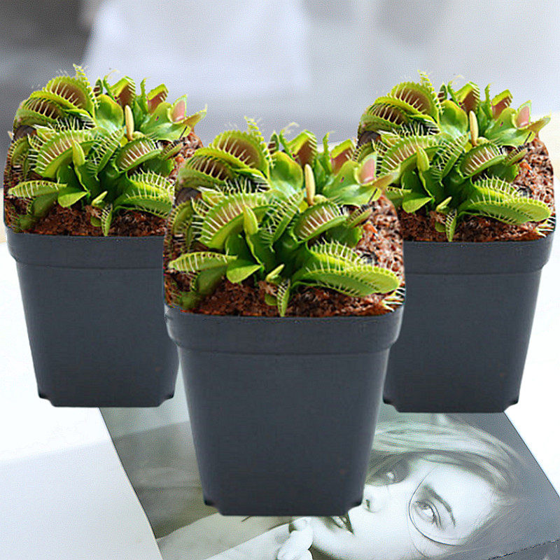 捕蝇草盆栽超大苗猪笼草植物食人花食虫植物扑蝇草捕虫草驱蚊花卉,鲜花速递/花卉仿真/绿植园艺,绿植,淘宝优惠券,粉丝福利购,淘宝优惠卷