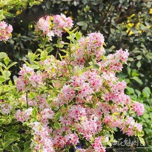 花叶锦带 红王子锦带 花镜植物庭院阳台多年生灌木 观花观叶