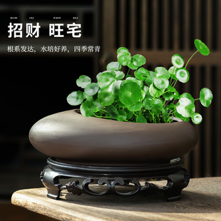 铜钱草水培花盆家用水养绿植桌面金钱草专用紫砂带托盘无孔大小号