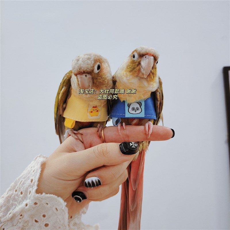 新款宠物鹦鹉鸟超可爱带背心外出牵引衣服防止飞丢飞行服溜鸟神器,宠物/宠物食品及用品,鸟禽服饰,淘宝优惠券,粉丝福利购,淘宝优惠卷