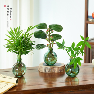 水培植物发财树小盆栽办公室内好水养绿萝四季常青茶桌面绿植摆件