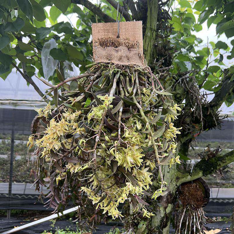 雁苗荡山铁皮石卉斛板植花年生石斛三兰红杆开花4-7月室内rd68937