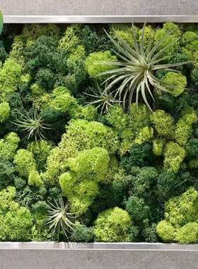 角藓料植17178鹿被藓永生景苔藓植物墙造景青苔真花艺材仿真观干花装饰